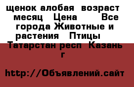 щенок алобая .возраст 1 месяц › Цена ­ 7 - Все города Животные и растения » Птицы   . Татарстан респ.,Казань г.